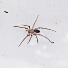 Mesiotelus