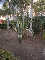 Agave