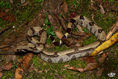 Boa constrictor constrictor