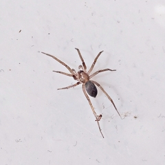 Mesiotelus