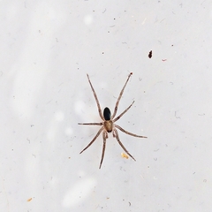 Mesiotelus