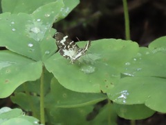 Trichodezia californiata