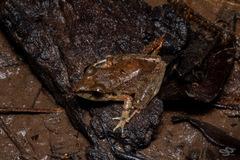 Pristimantis malkini
