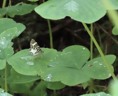 Trichodezia californiata