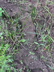 Thomomys talpoides