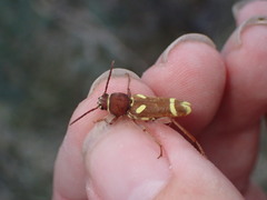 Xylotrechus insignis