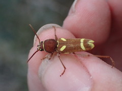 Xylotrechus insignis