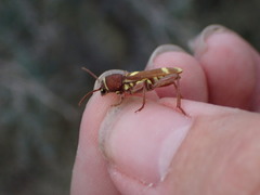 Xylotrechus insignis