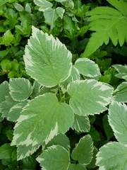 Aegopodium