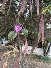 Bauhinia