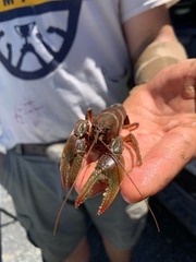 Lacunicambarus thomai