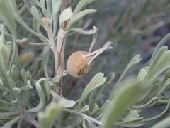 Rhopalomyia obovata