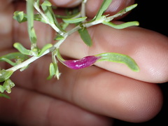 Protaplonyx sarcobati