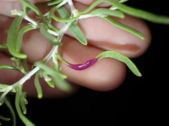 Protaplonyx sarcobati