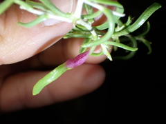 Protaplonyx sarcobati