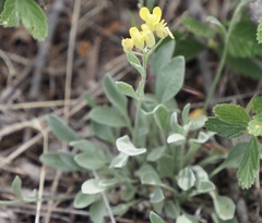 Physaria bellii