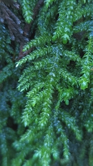 Thamnobryum neckeroides