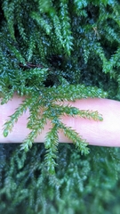 Thamnobryum neckeroides