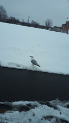 Larus delawarensis