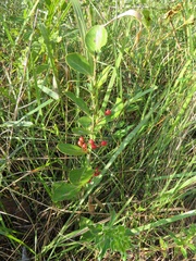 Gymnosporia markwardii