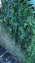 Thamnobryum neckeroides