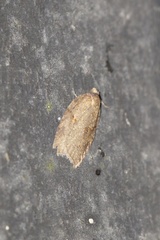 Acleris maccana