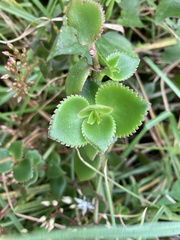Crassula sarmentosa