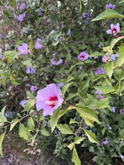Hibiscus syriacus