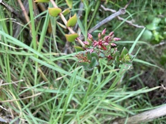Crassula sarmentosa