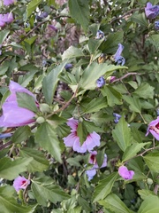 Hibiscus syriacus