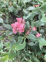 Rumex venosus