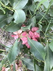 Rumex venosus