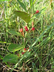 Gymnosporia markwardii