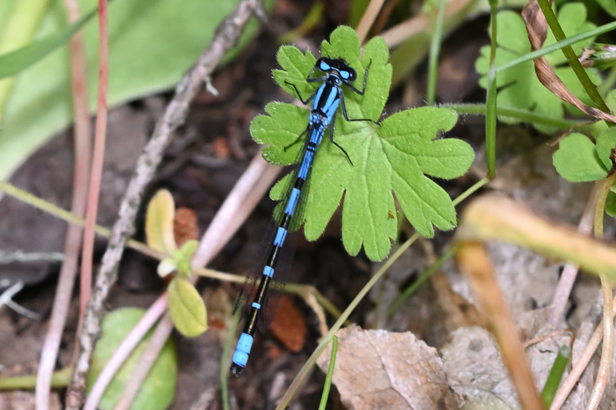 bluets photo by bobmcd