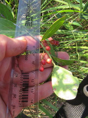 Gymnosporia markwardii