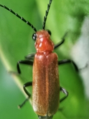 Polemiosilis