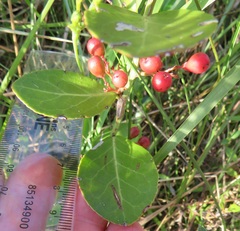 Gymnosporia markwardii