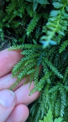 Thamnobryum neckeroides