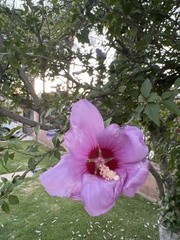 Hibiscus syriacus