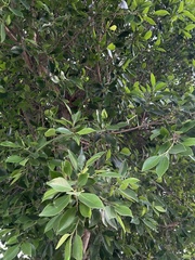 Ficus microcarpa