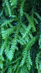 Thamnobryum neckeroides