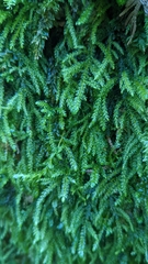 Thamnobryum neckeroides