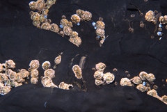 Chthamalus antennatus