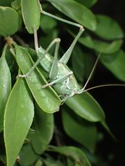 Capnobotes occidentalis