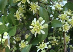 Quillaja