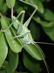 Capnobotes occidentalis
