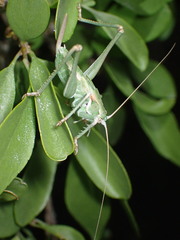 Capnobotes occidentalis