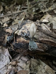 Xylaria ellisii