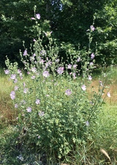 Malva unguiculata