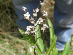 Verbesina virgata